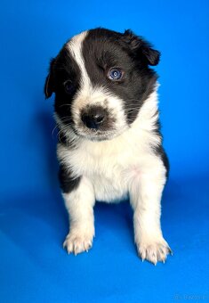 Szczeniaki border collie - 15