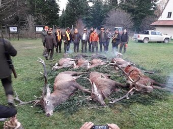 Reproduktory rasy GOŃCZY POLSKI użytkowe zapraszają suczki - 15