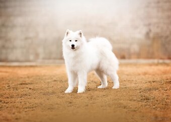 Samojed z FCI/PP – urodzone szczenięta z wyjątkowego skojarz - 15