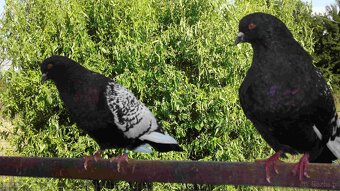 sprzedam gołębie - 15