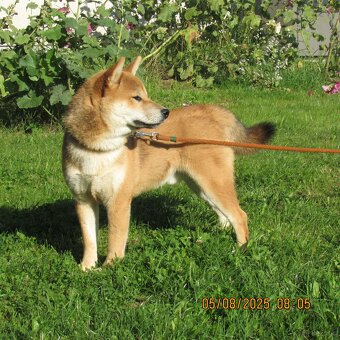 Shiba Inu - najstarszy w miocie czerwony piesek - 15