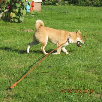 Shiba Inu, czerwony piesek - 15