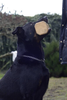Beauceron - Owczarek francuski z rodowodem - 15