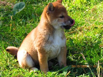 Dwoje szczeniąt Shiba Inu ur.07.08.2026r. - 15