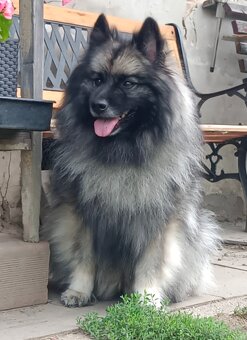 Wilczy szpic / Keeshond polecam rodowodowe szczenieta - 15