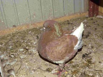 sprzedam gołębie - 15