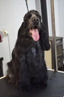 Cocker spaniel angielski - 15