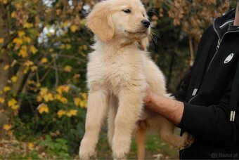 Golden Retriever - 15