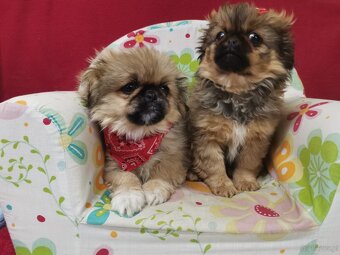 Pekińczyk Pekińczyki Nie Shih Tzu - 15