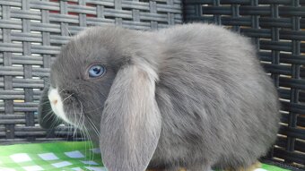 Niebieskie baranki mini lop - 15