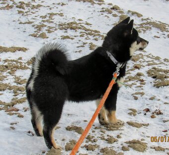 Shiba Inu, dziesięciomiesięczna suczka, czarna-podpalana - 15