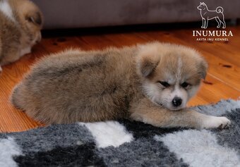 Akita Inu akita japońska szczenięta - 15