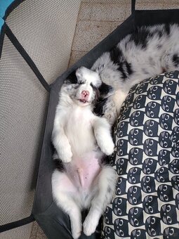 Border Collie czarno biała i Blue Merle - 15
