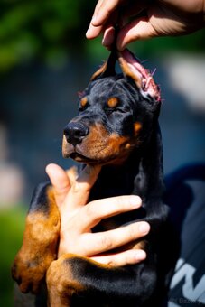 KUPIOWANE SZCZENIĘTA DOBERMANA Z RODOWODEM FCI - 15