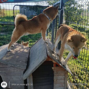Shiba Inu - najstarszy w miocie czerwony piesek - 15