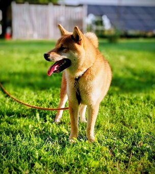 Shiba Inu, czerwony piesek mocno czernią przyprószony - 15