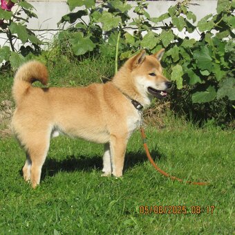 Shiba Inu, czerwony piesek - 15
