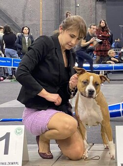Szczenięta amstaff - 15