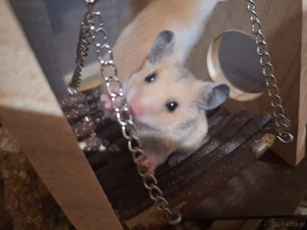 Chomiki Syryjskie 4 tygodniowe - 15