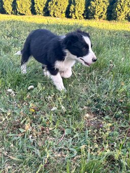 Piesek Border Collie - 15