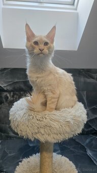 Maine coon - 15