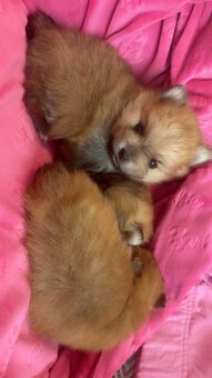 Pomeranian Miniaturowy - 15