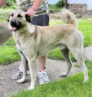 Szczenięta kangal - 15