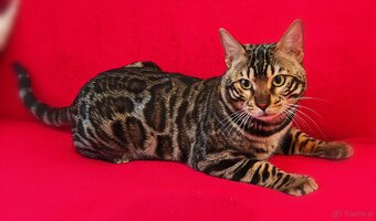OUR BENGAL KITTENS WITH PEDIGREE CERTIFICATES - 15