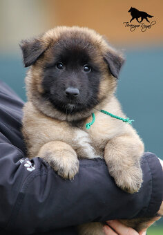 Owczarek belgijski Tervueren - szczenięta z rodowodem - 15