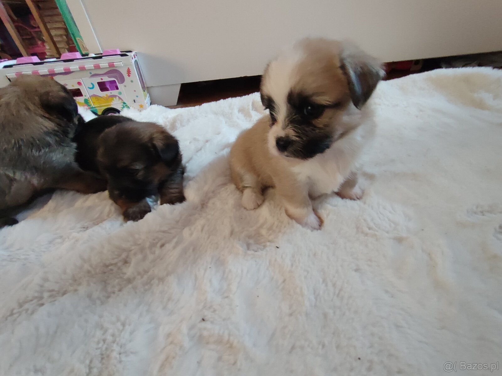 Śliczne suczki i pieski - 16