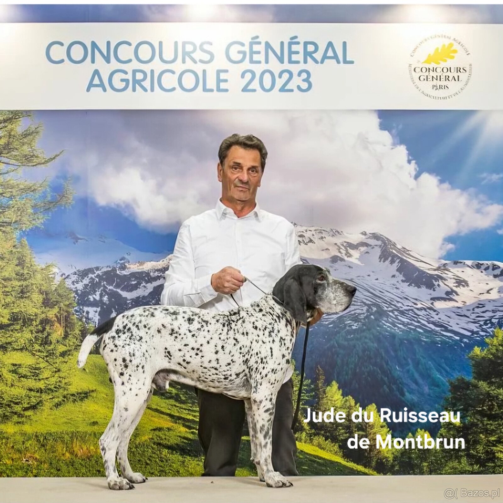Wyżeł, Wyżeł Owernii, Braque d'Auvergne - 16