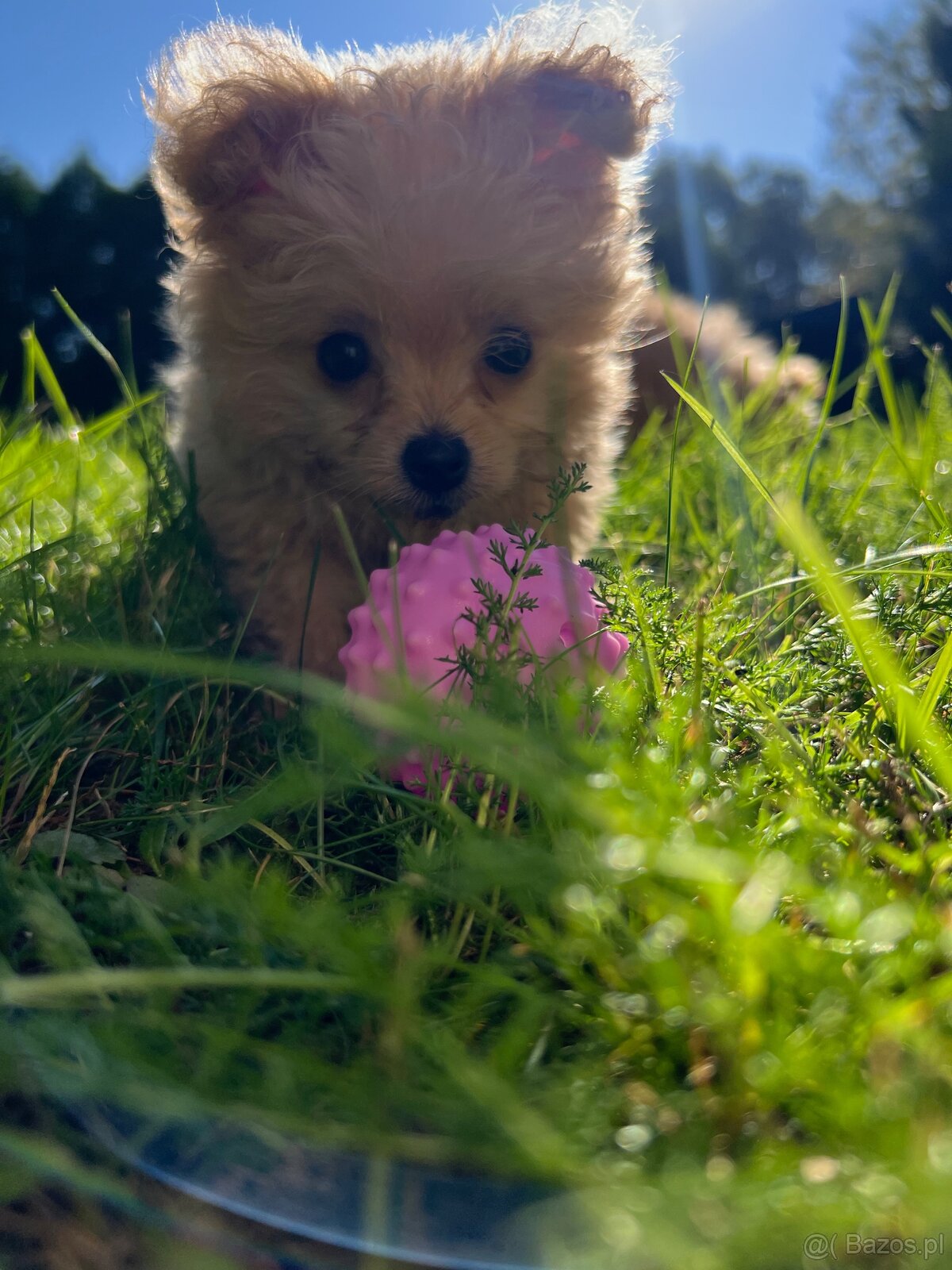 Piesek Pomapoo Maltipoo Miniaturka puchaty miś pies z rodowo - 16