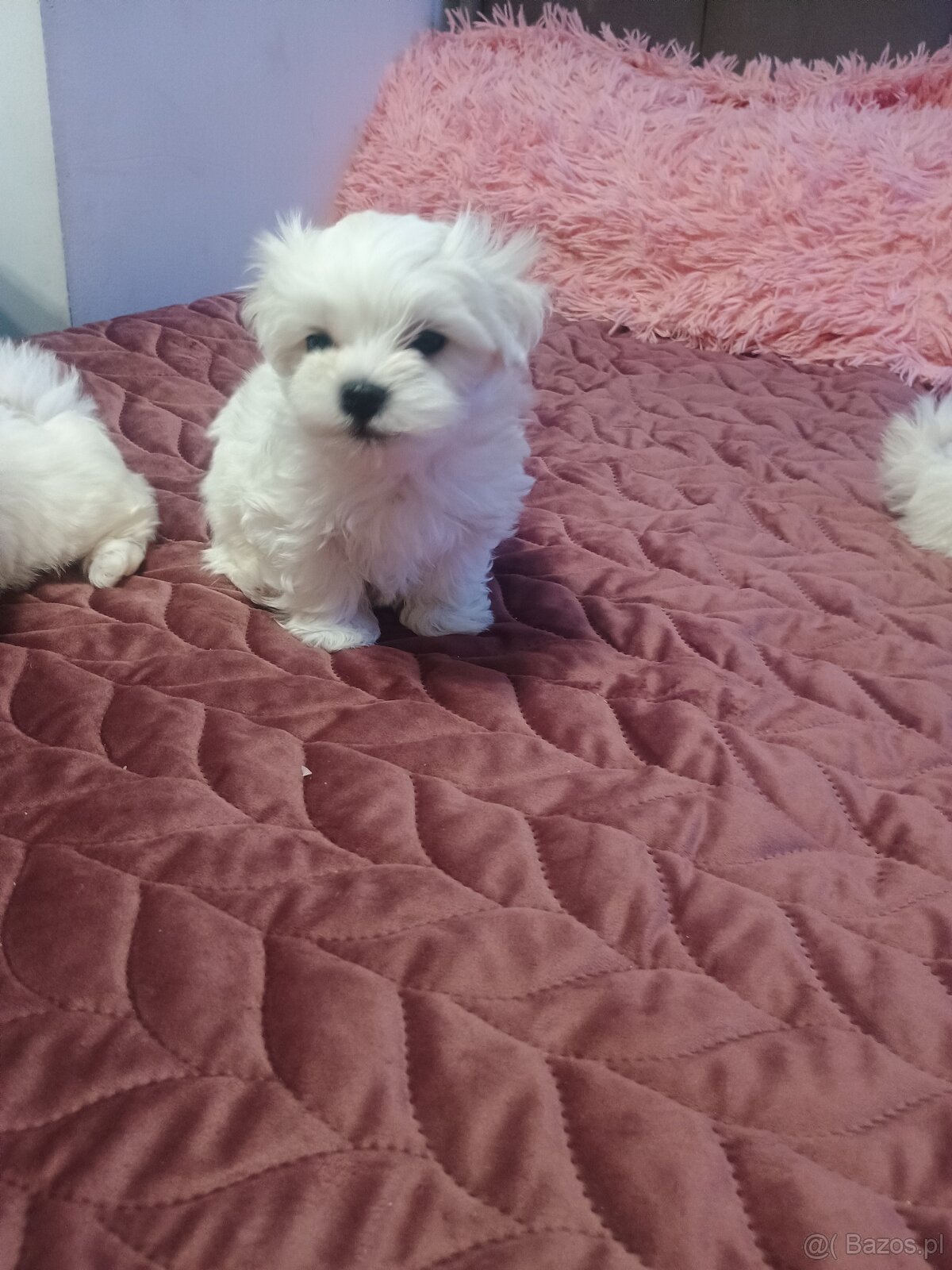 Maltańczyk Royal Maltese - 16