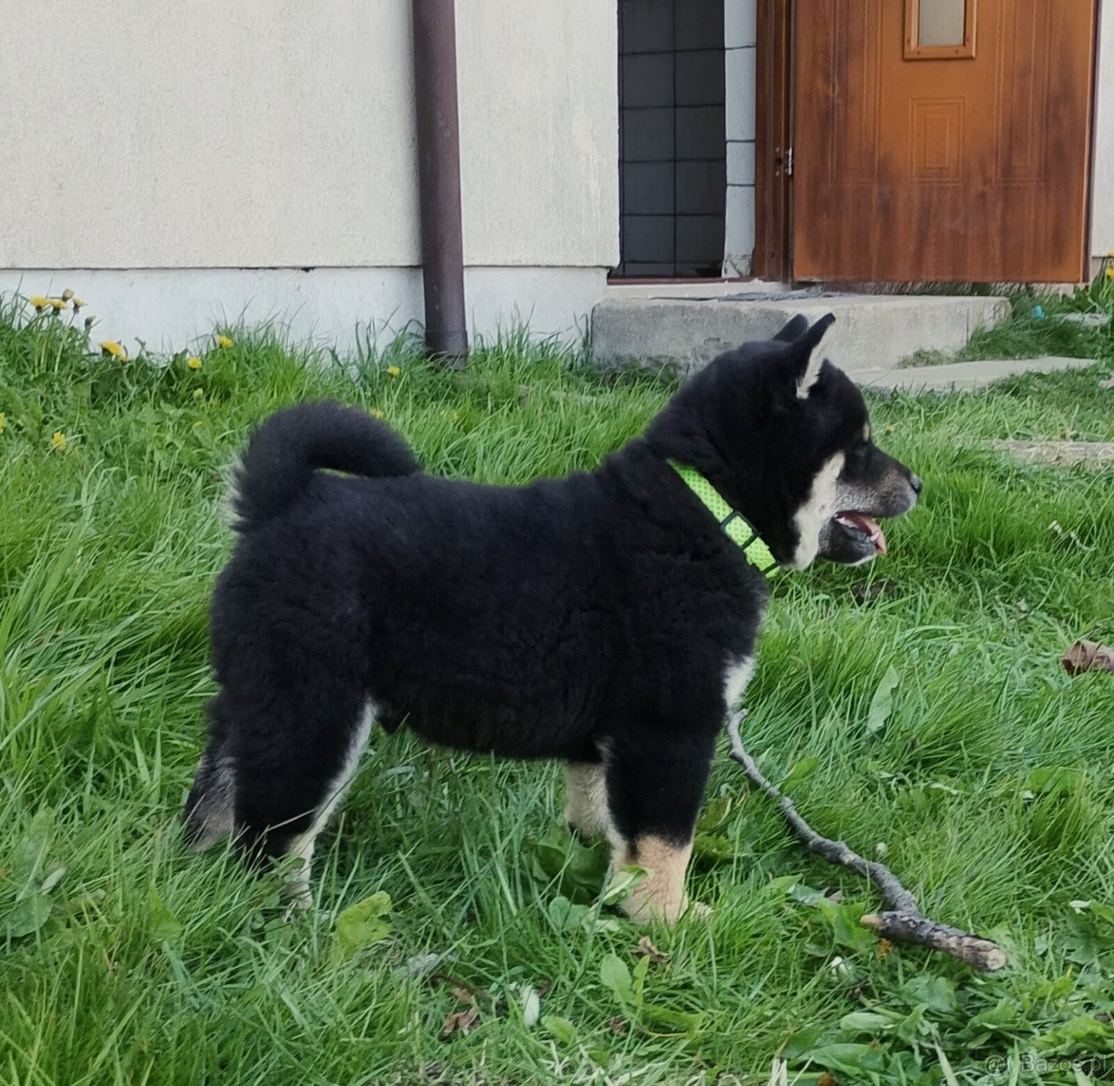 Shiba Inu + Nowy miot + Rezerwacja szczeniąt - 16