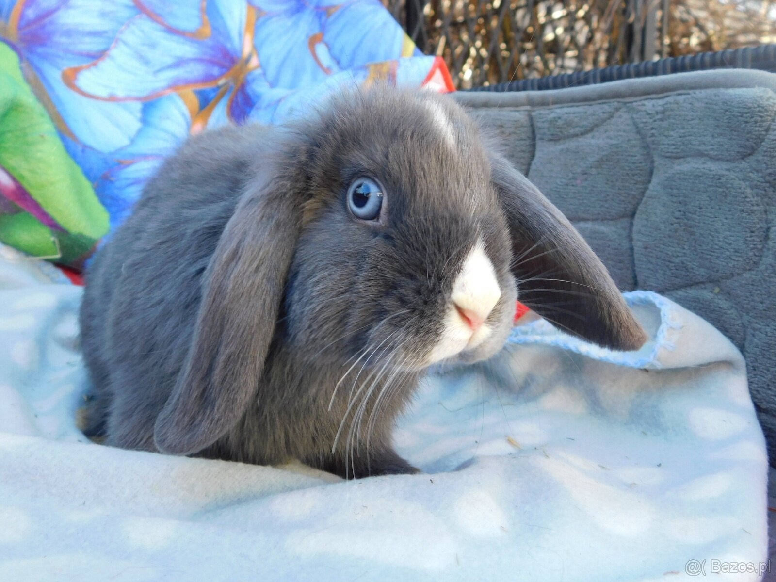 Piękne baranki mini lop niebieskie - 16
