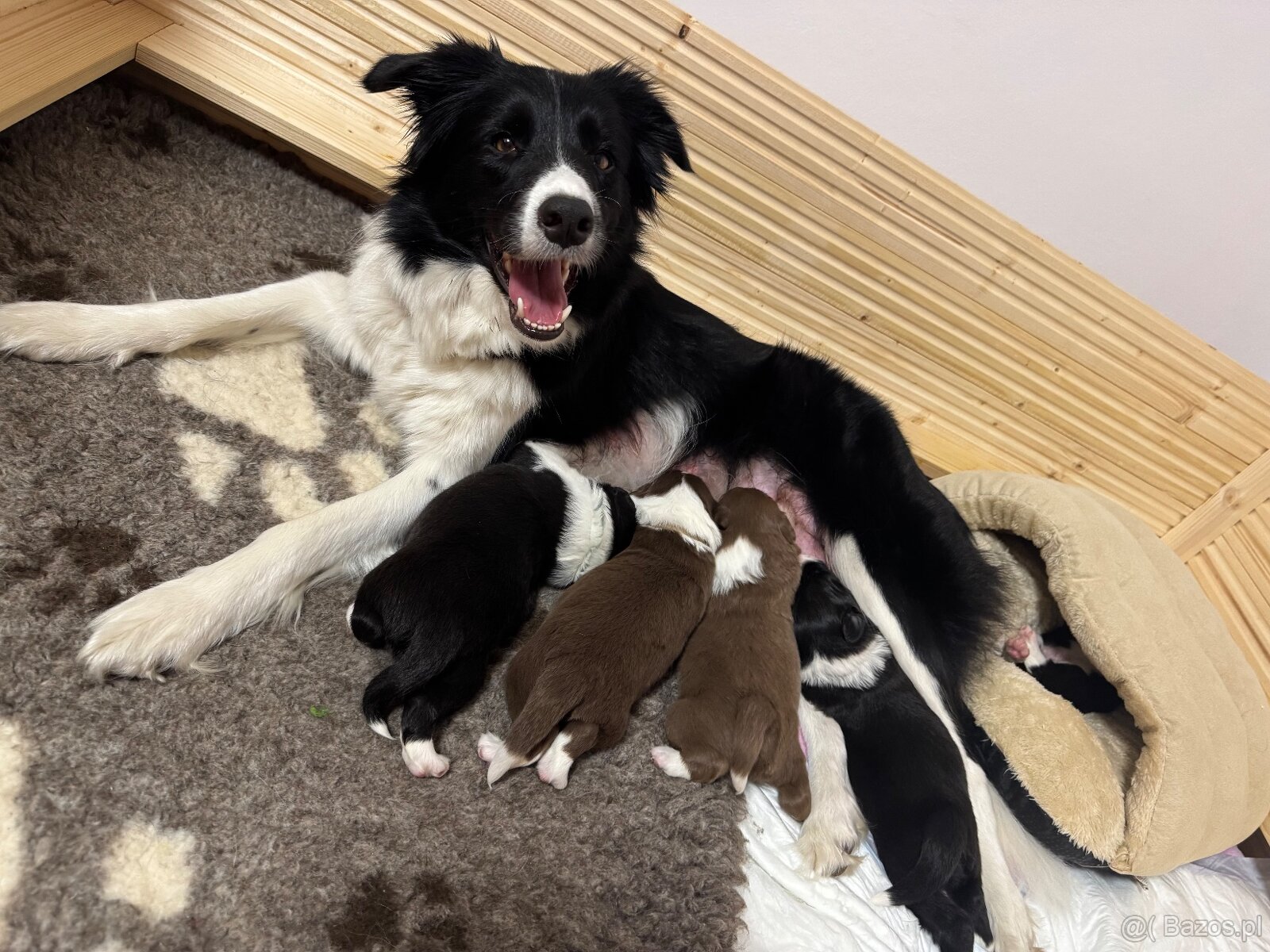 Border Collie z PP /FCI/ szczenięta - 16