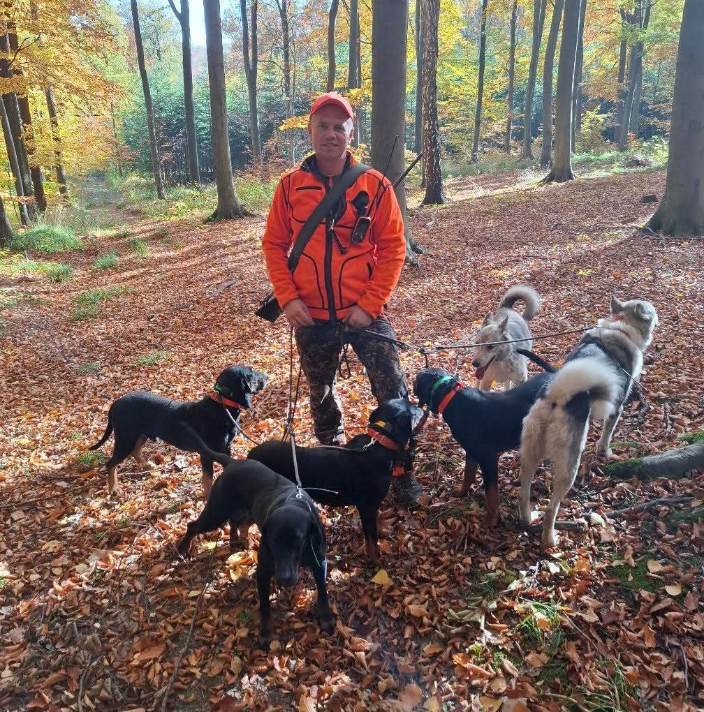 Reproduktory rasy GOŃCZY POLSKI użytkowe zapraszają suczki - 16