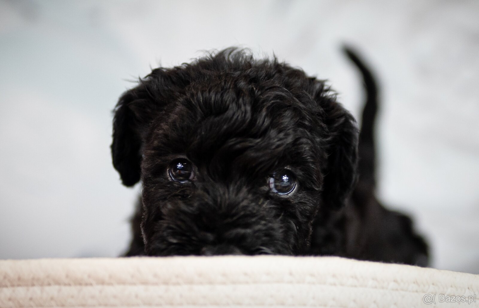 Szczeniak Kerry Blue Terrier - 16