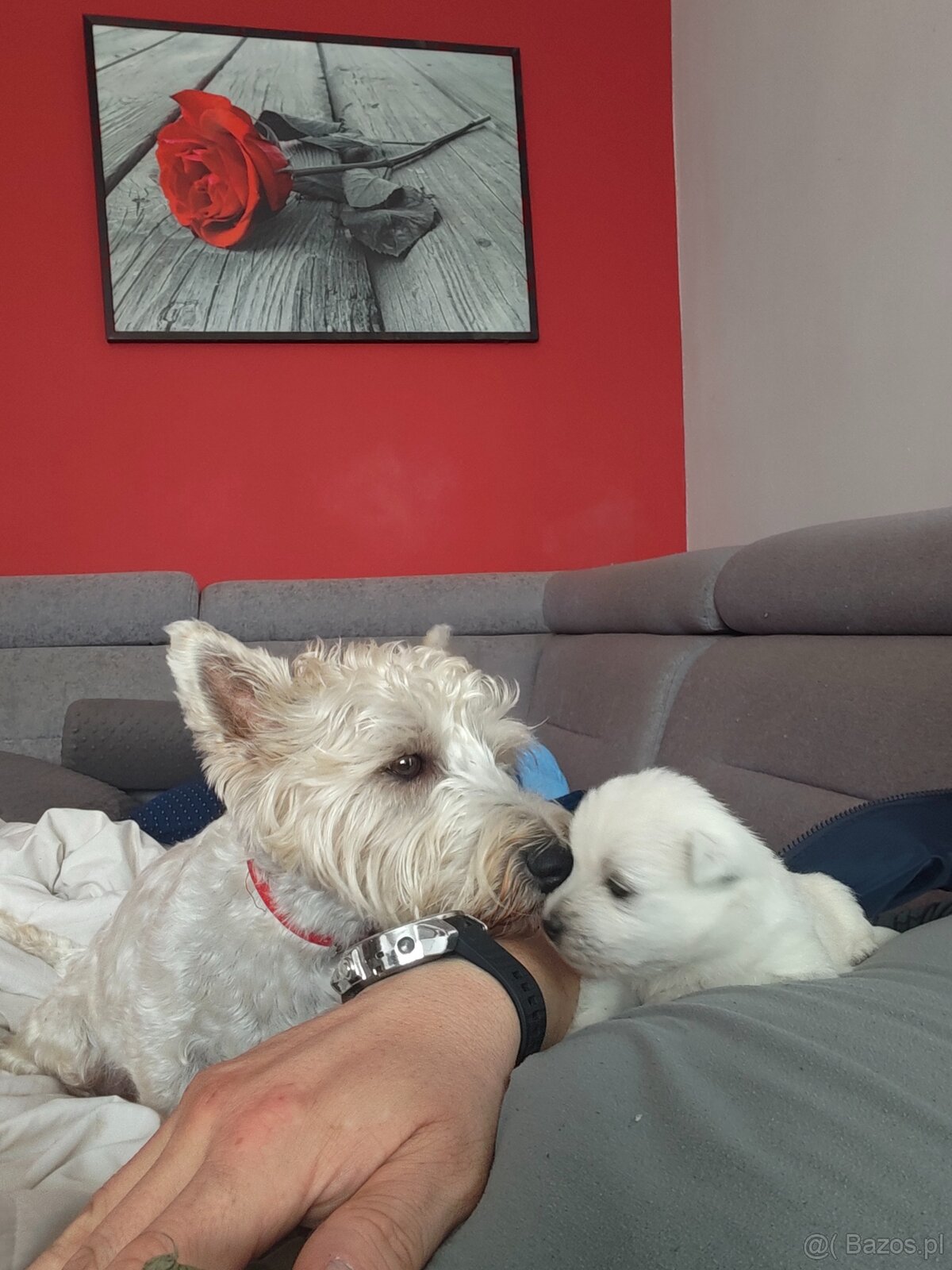 Szczenięta West Highland White Terrier - 16