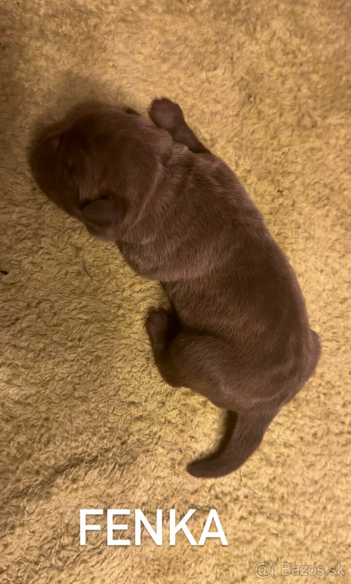 Szczeniaki Bandogi s rodokmenom VIP BANDOG KENNELS - 16