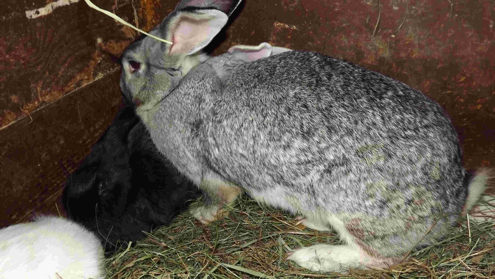 sprzedam króliki - 16