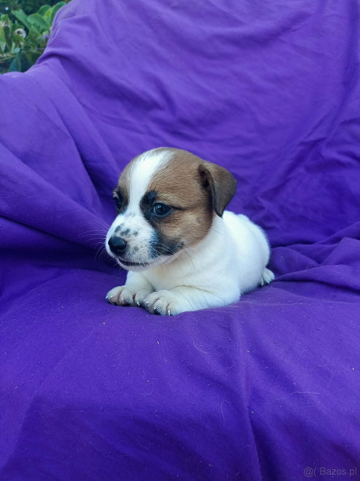 Jack Russell terrier JRT rodzice FCI - 16