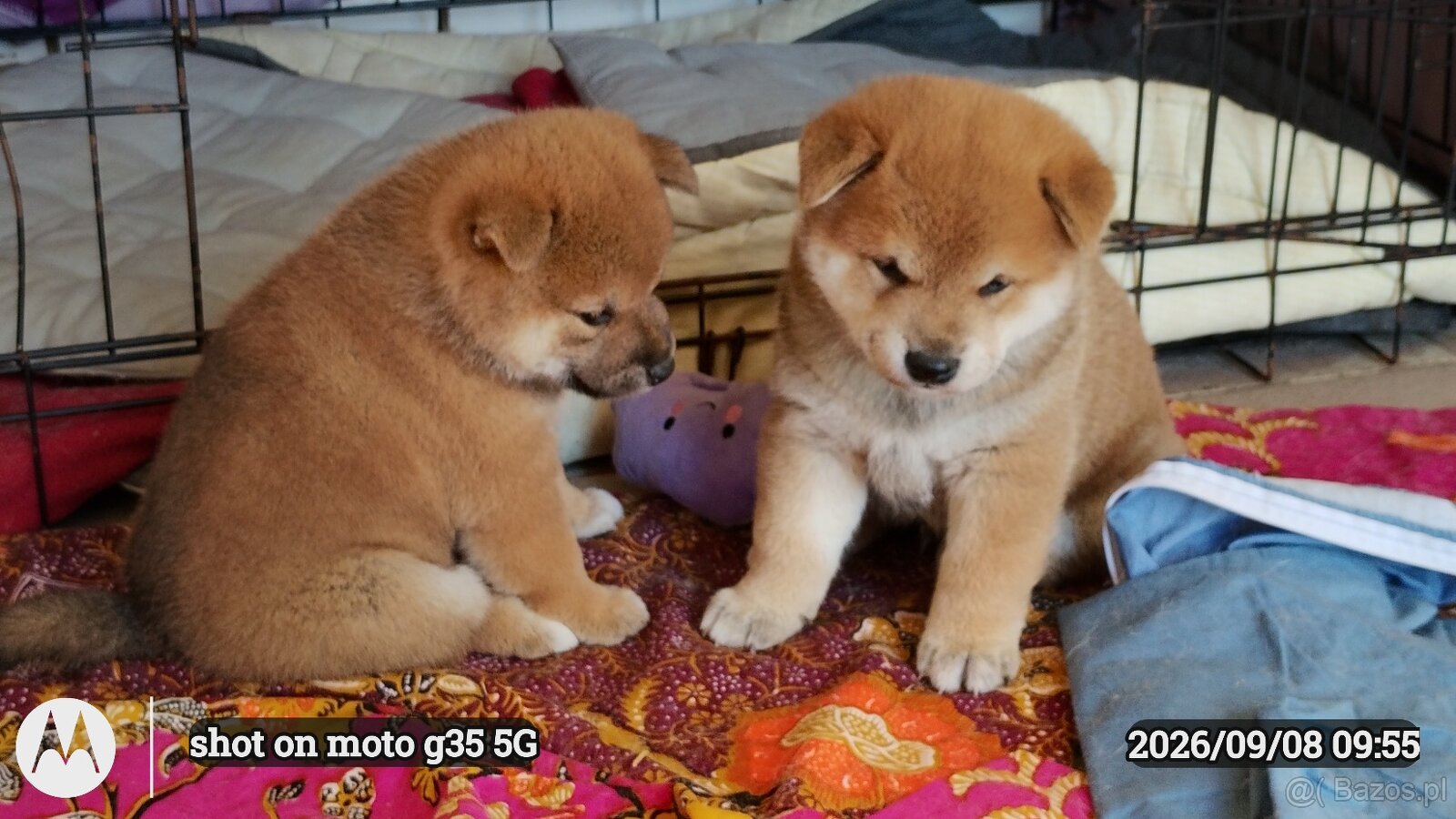 Dwoje szczeniąt Shiba Inu ur.07.08.2026r. - 16