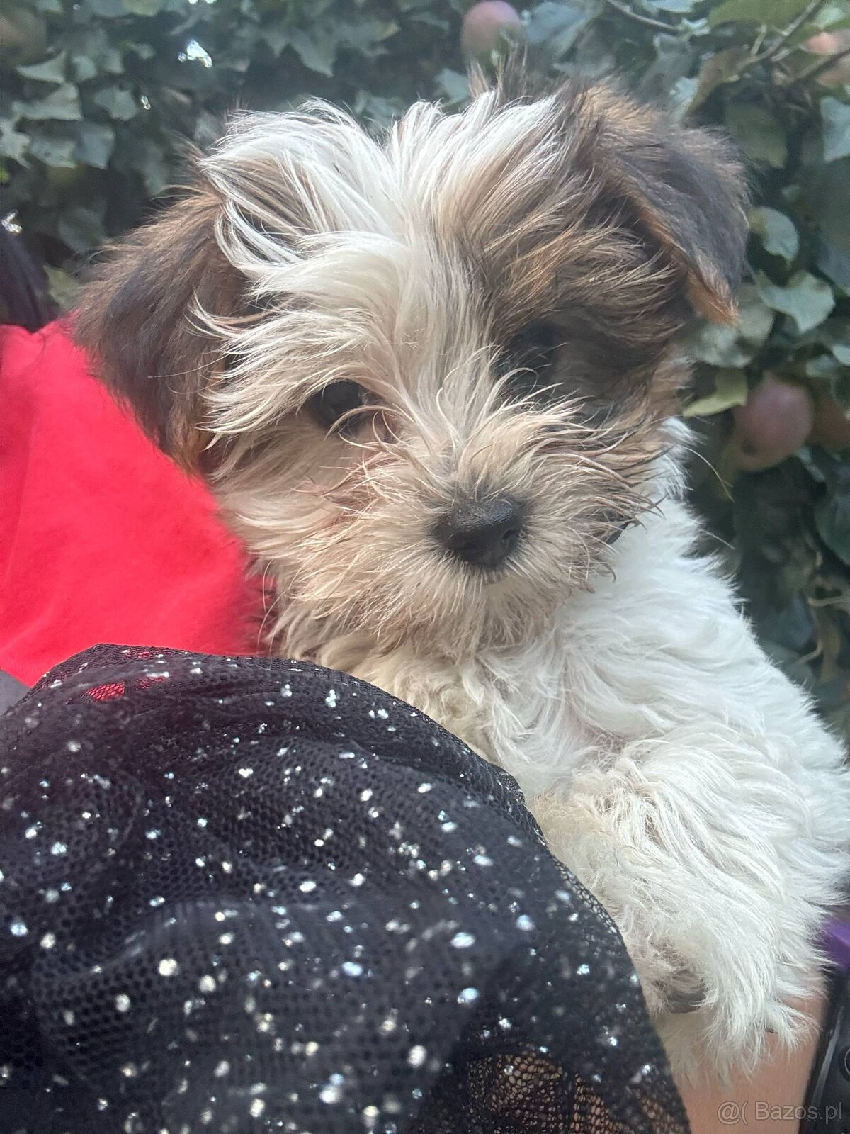 York terier średni - 16