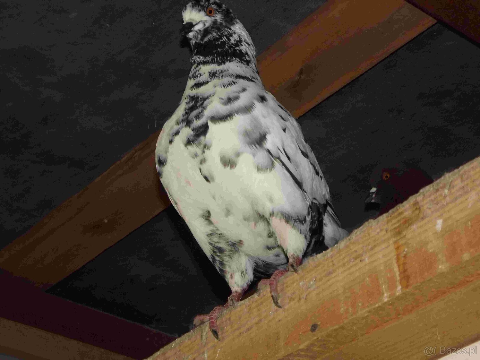 sprzedam gołębie - 16