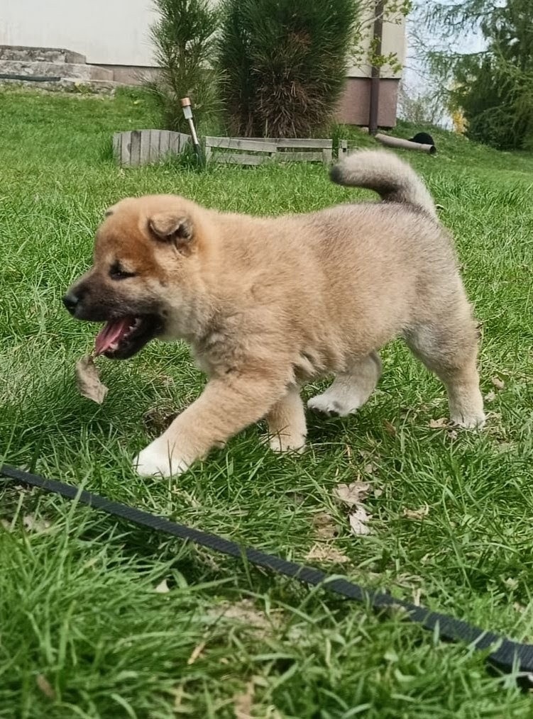 Shiba Inu + Nowy miot + Rezerwacja szczeniąt - 16