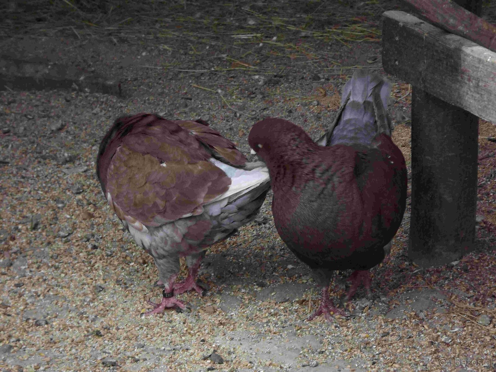 sprzedam gołębie - 16