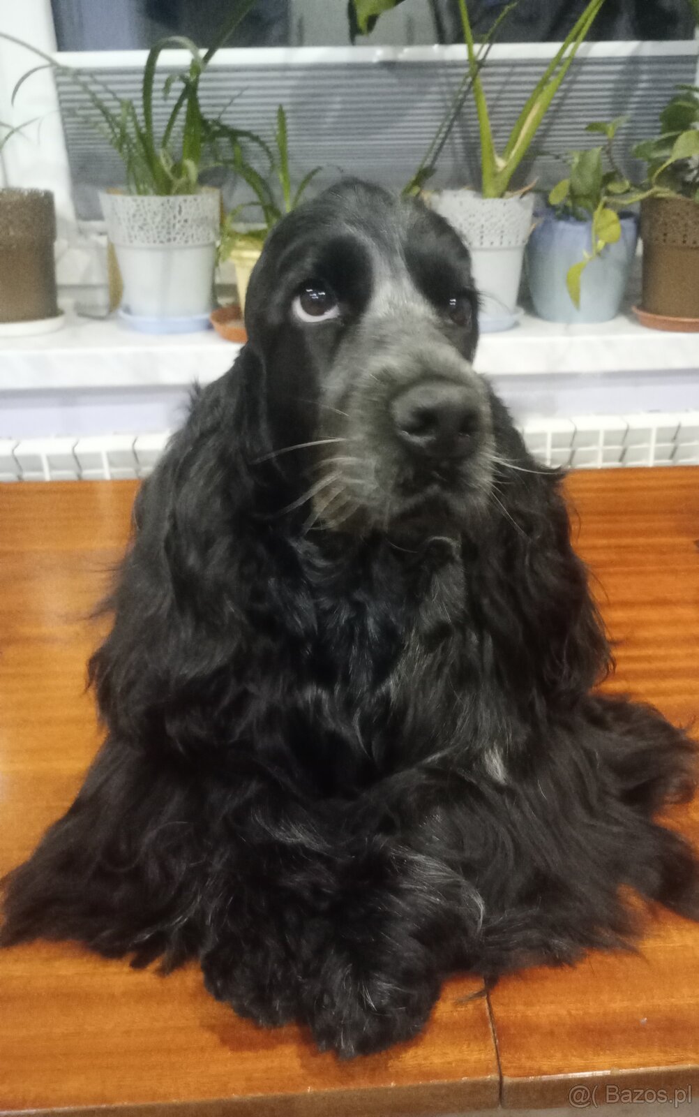 Cocker spaniel angielski - 16