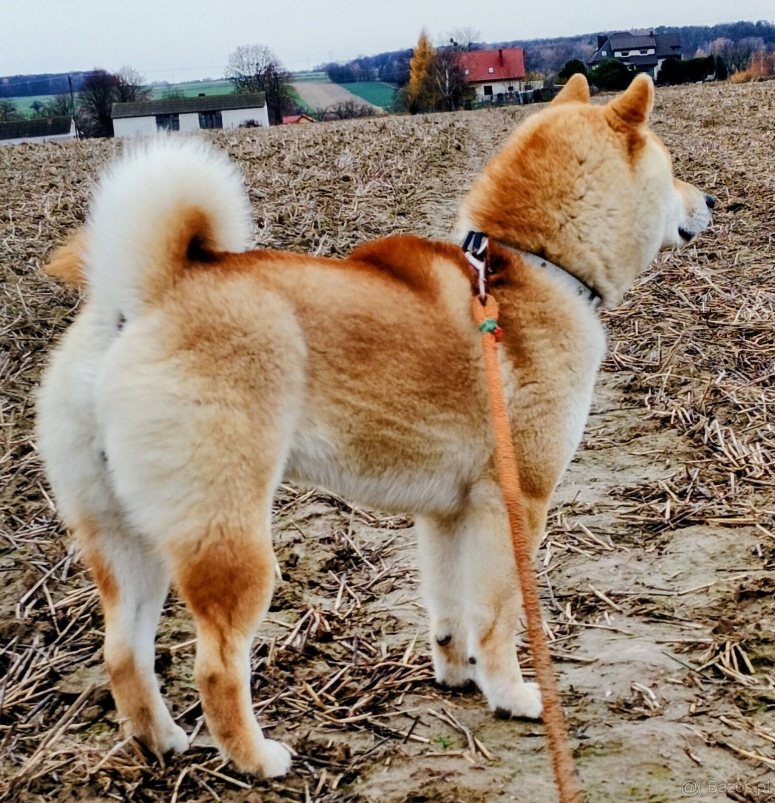 Shiba Inu czerwony sympatyczny piesek - 16