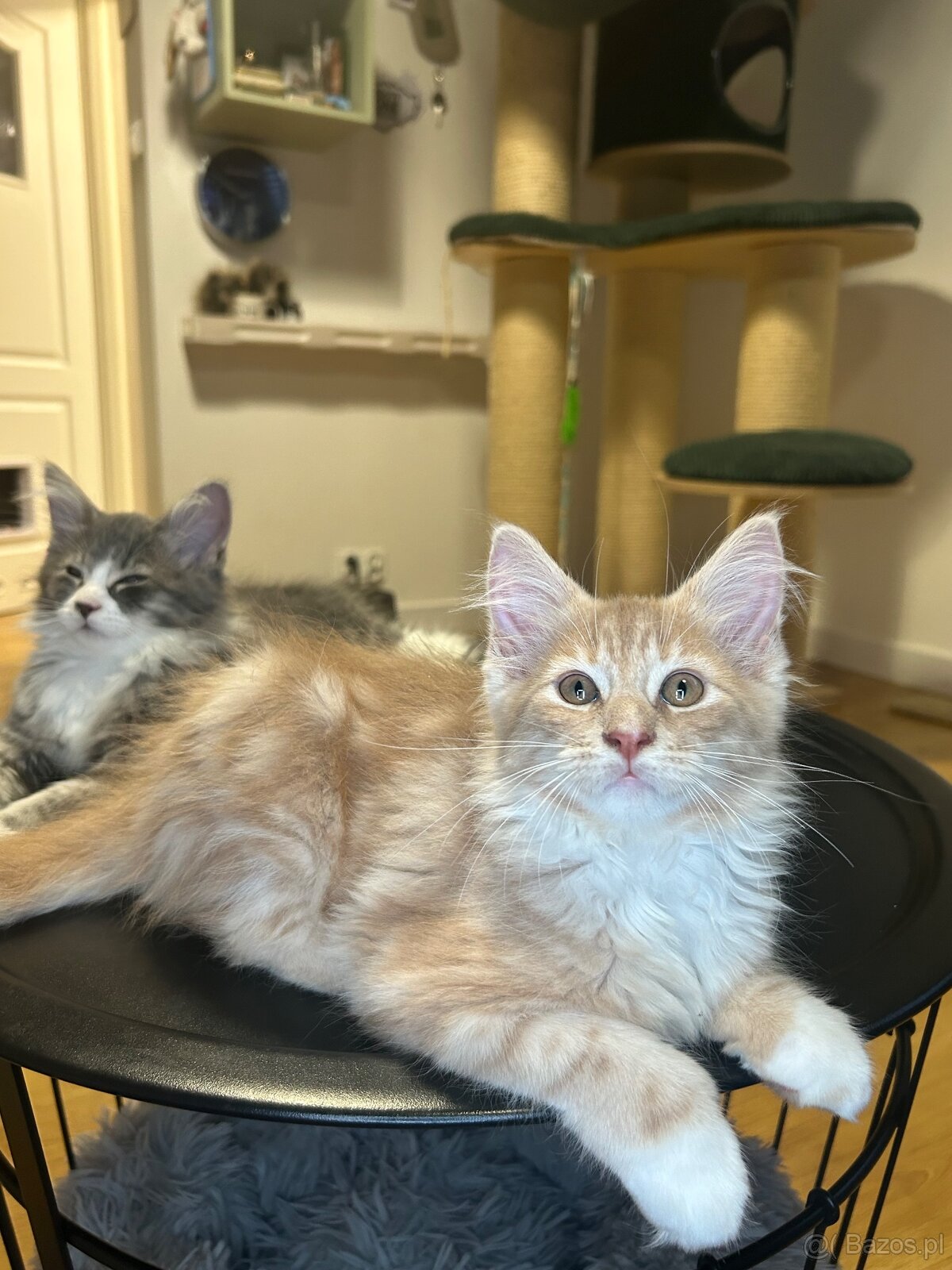 Maine Coon - 16